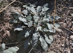 Oenothera brachycarpa