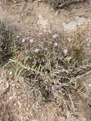 Frankenia pauciflora