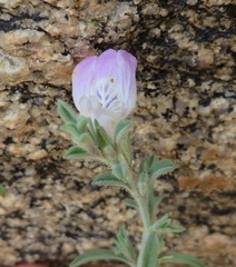 Justicia divaricata
