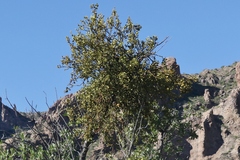 Phoradendron villosum