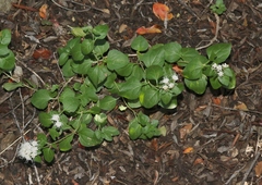 Ageratina herbacea