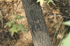 Quercus gravesii