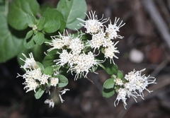 Ageratina herbacea