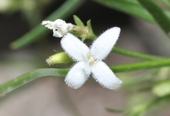 Stenaria nigricans
