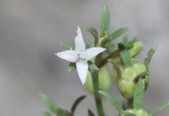 Stenaria nigricans