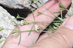 Stenaria nigricans