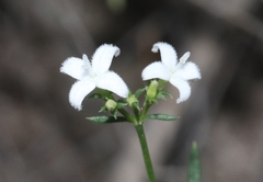 Stenaria nigricans