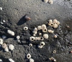 Semibalanus balanoides