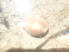 Monetaria caputserpentis