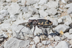 Cicindela formosa