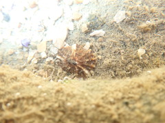 Siphonaria denticulata