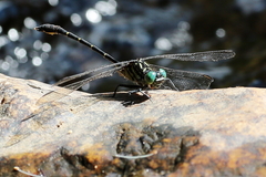 Hemigomphus theischingeri