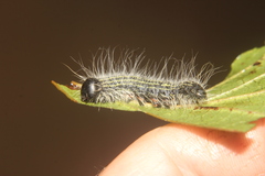 Datana angusii