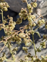 Dicoria canescens