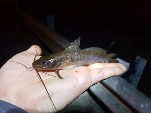 South American catfish (Rhamdia quelen) — Heptapteridae