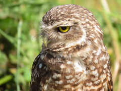 Athene cunicularia