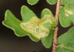 Phytoliriomyza