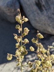Dicoria canescens