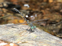 Hemigomphus theischingeri