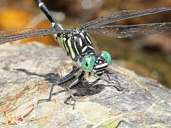 Hemigomphus theischingeri