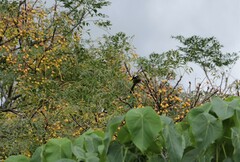 Pycnonotus sinensis formosae