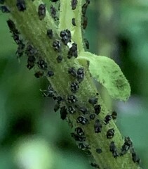 Aphis fabae