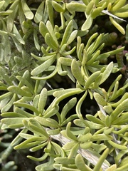 Nitraria billardierei