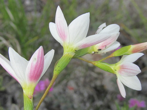 Geissorhiza similis