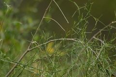 Funastrum gracile