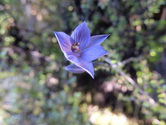 Thelymitra pulchella