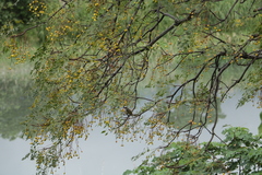 Pycnonotus sinensis formosae