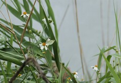 Pieris rapae crucivora