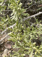 Nitraria billardierei