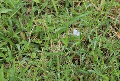 Pseudozizeeria maha okinawana