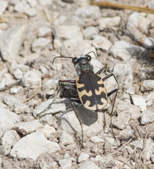 Cicindela formosa