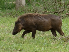 Phacochoerus africanus massaicus