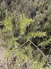 Nitraria billardierei