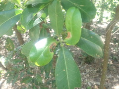 Acronychia imperforata