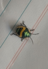 Scutiphora pedicellata