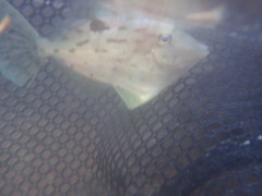 Arotrolepis filicauda