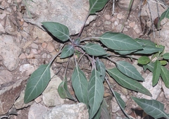 Oenothera brachycarpa