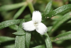 Stenaria nigricans