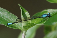 Acanthagrion trilobatum