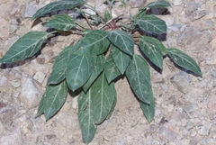 Oenothera brachycarpa