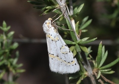 Philtraea paucimacula