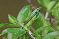 Acanthagrion trilobatum