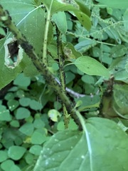 Aphis fabae