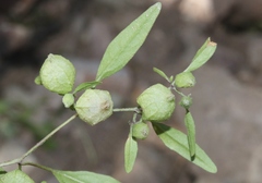 Physalis solanacea