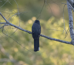 Trogon citreolus