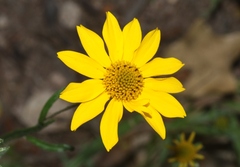 Heliopsis parvifolia
